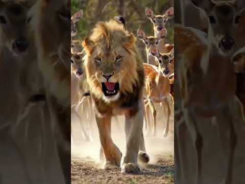 Deer Run for Life as the Lion Attacks #lion #attack #deer #animals #wildlife