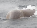 Whale Identification and Reporting Methods