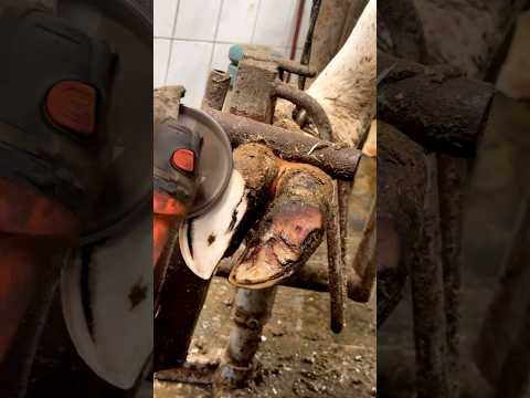 Cleaning a cow's hoof #cows #farm #hooftrimming #cowlife