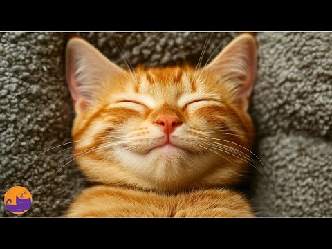 13 Hours of Cat Sleep Music - Handcrafted Relaxation Lullabies for Anxiety 🐱💤