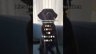 Es ist gar nicht so schwer 🤪

#hundeliebe #hundeleben #hundeerziehung #hundebesitzer #alltagmithund