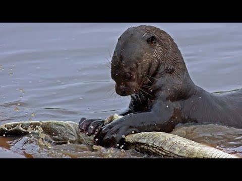 É por isso que Cobras e até crocodilos têm medo desta besta