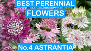BEST PERENNIAL FLOWERS No.4: ASTRANTIA - EASY TO GROW; MONTHS OF COLOUR; HARDY PERENNIALS