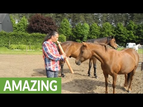 Man captivates horses with native flute