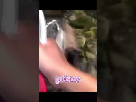 Savage Pigeon Bites the Hand That Feeds 🐦😳 #shorts #pigeon #funny #animals #viral #crazy #wow