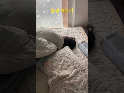 #동생 #여동생#여동생깨우기#도지코인 #청산 #여동생 자는거만봐도 개빡침