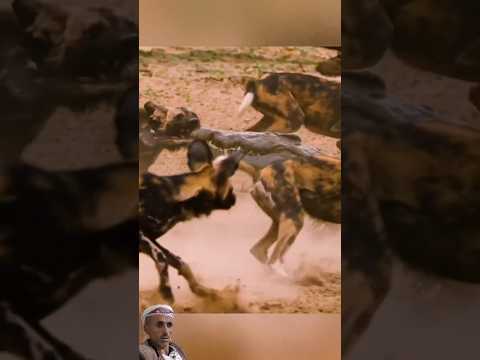 مكافحة الضباع وتمساح نهاية كانت غيرمتوقعة #shorts