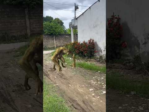 Le salió el hombre lobo #drama #novelas #video #funny #viral