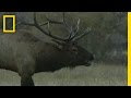 Elk Behavior and Park Dynamics