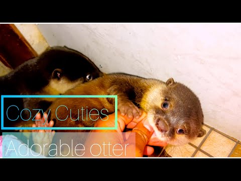 Balancing Work and My Adorable Otter