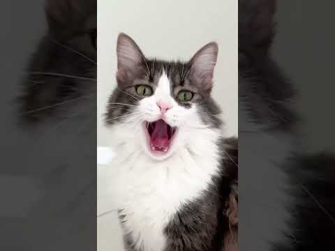 CRAZY FUNNY CAT 😂 #shorts