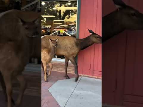 Elk Takes a Casual Stroll Through Downtown