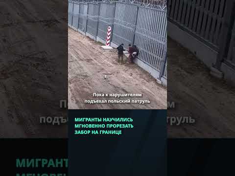 Мигранты научились мгновенно прорезать забор на границе с Польшей #беларусь #новости #граница