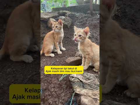 Anak kucing kelaparan