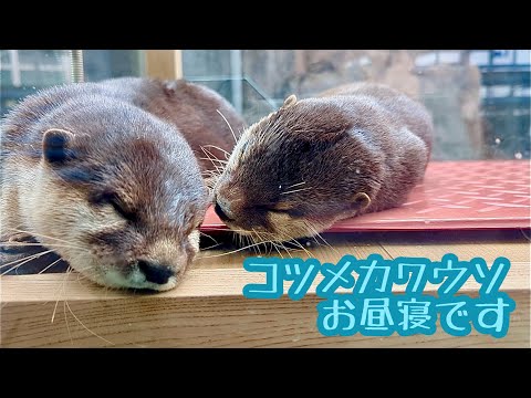 コツメカワウソ　お昼寝中です【鳥羽水族館】Asian small-clawed otter Toba Aquarium 