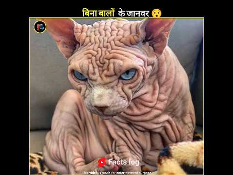बिना बालों के जानवर 😂 😯 || #shorts #viral #factslog #trending