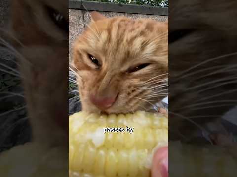 Actor Cat #story #cute #cat#love