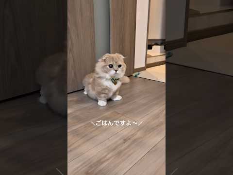 ごはんの音に反応しちゃう猫が可愛すぎた…。このあとちゃんとおやつあげました。#猫 #cat #スコティッシュフォールド