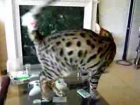 crazy bengal cat