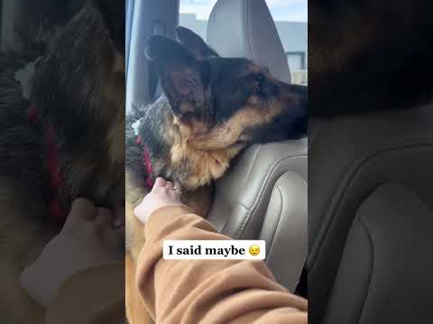 Everyday LIFE with a Herman Shepherd!!! #shorts #gsd #germanshepherd #puppy #reelsvideo #reels