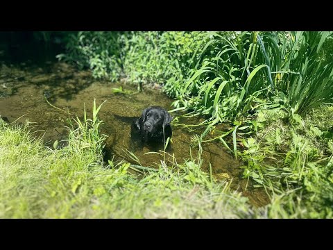 Cried in the Ditch All Night, the Disabled Dog hoped the owner Would Accept him.