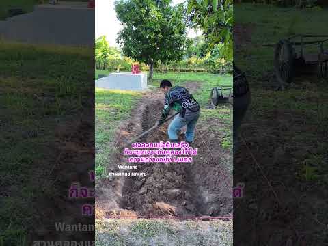 ขุดเจาะก้นคลองให้ได้ 1 เมตร #ขุดคลองไส้ไก่ #วิถีคนสู้ชีวิต #ขุดคลองเลี้ยงปลา #nature #canal