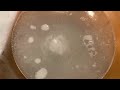 Bath Bomb Reaction Observations