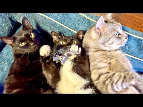 猫が挟まれてちょっと変な行動に サムネイル