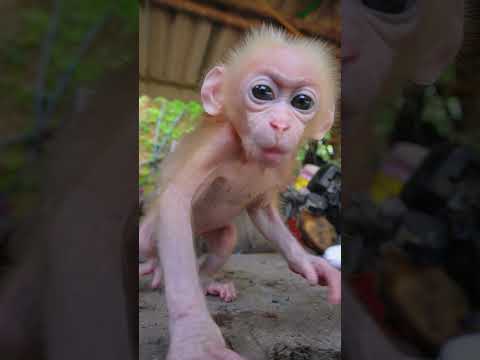 funny baby monkey hiuhiu #monkey #babymonkey #cute #animals