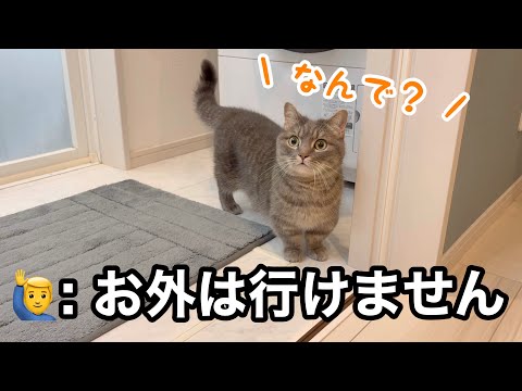 猫にダメな理由を伝えたときの驚きの反応をご紹介 サムネイル