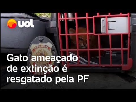 PF prende quatro pessoas e resgata gato ameaçado de extinção no RJ