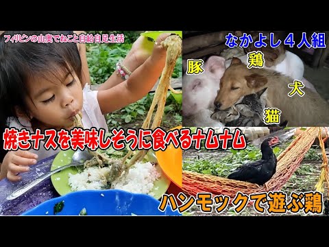 焼きナスをうまそうに食べるナムナム/ハンモックで遊ぶ鶏/犬猫豚鶏なかよし４人組【フィリピンの山奥でねこと自給自足生活】