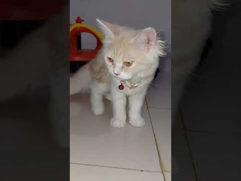 Cat Lover Mochi Videos #cat #catvideos