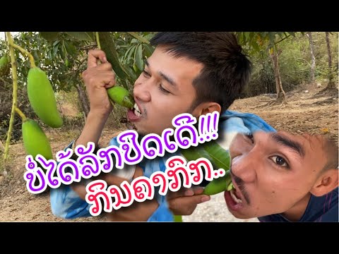 ແບກຶແລະອາກອຍສອນວິທີລັກກິນຫມາກມ່ວງ แบกืและอากอยสอนวิธีขโมยมะม่วง