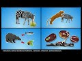 Animal Diets and Ecosystem Roles