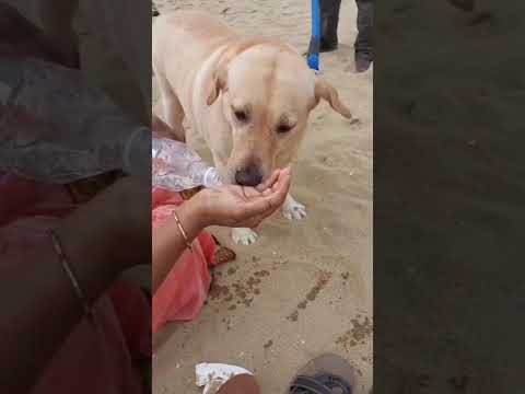 AMMAVUM NANUM ! #wife #amma #ammapasam #bondingwithpets #lablove #lab #dogshorts #labrador #pets