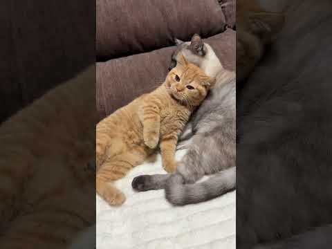 จะอ้อนพี่ แต่พี่หนีผมทำไม #cat #funnycats #แมว #cutecat #cute #pets #kitten #แมวถังแก๊ส #funny #meow