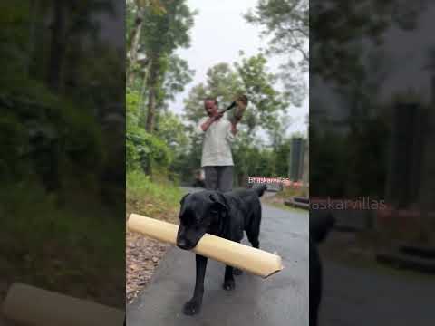 പപ്പയും റോക്കി ഉം 😘😘😘 #bhaskarvillas #dog