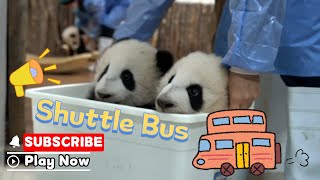 Have A Seat! The Shuttle Bus Is Leaving Soon | iPanda