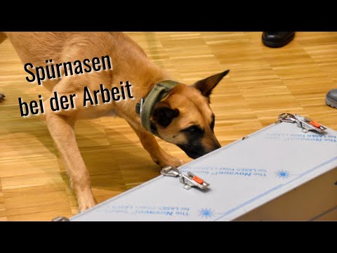 Corona-Spürhunde im Einsatztest