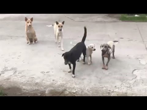 Amazing Adorable Puppies and Poor Dogs