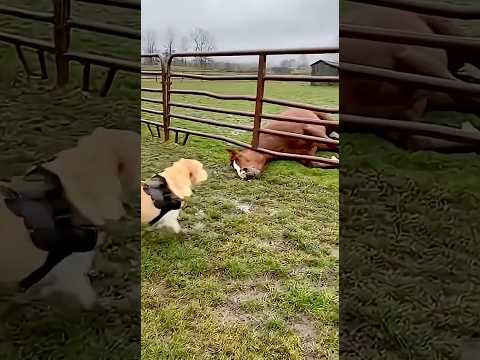 animal warning to human #animals #wildliferescue #rescue #automobile#dog #horse #wildlife