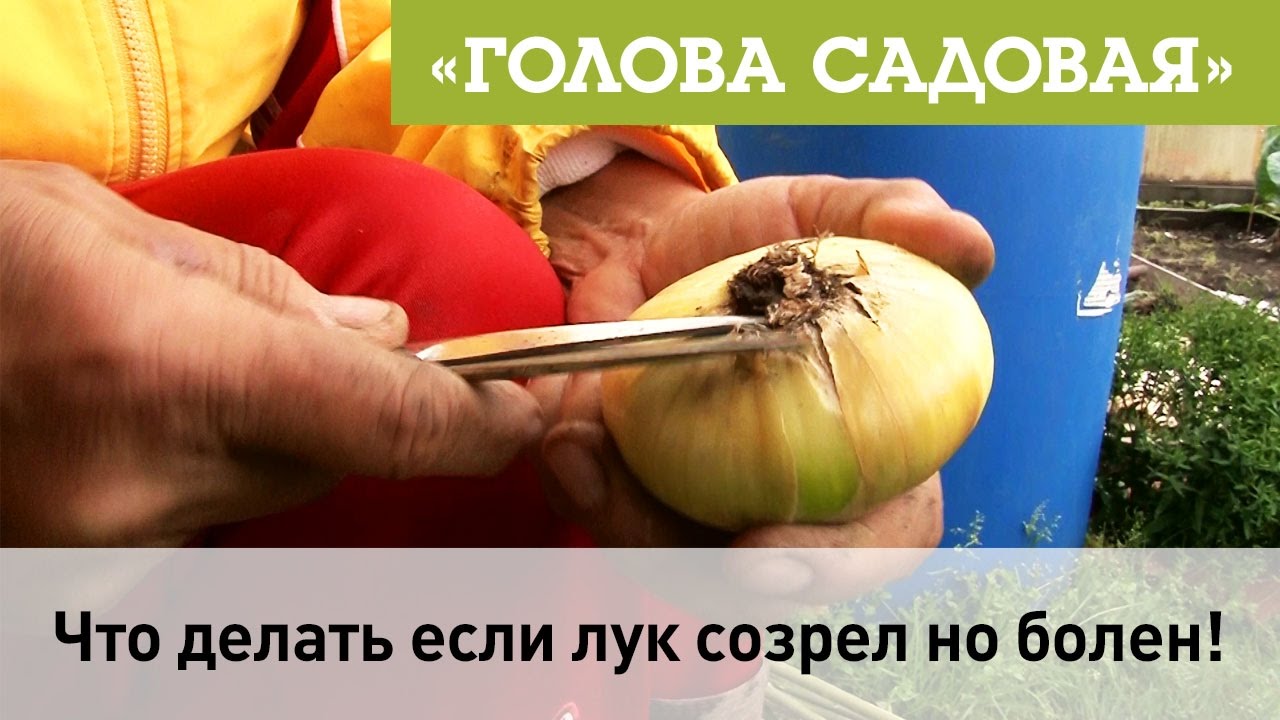 Что делать если лук созрел но болен?