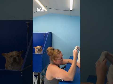 Frenchie was getting impatient waiting for his turn at the groomers... 🤣 (🎥: ViralHog)