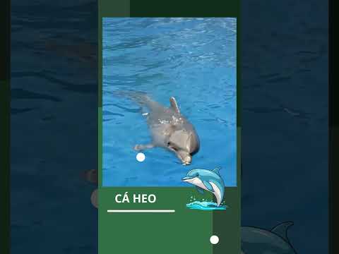 CÁ HEO LOÀI ĐỘNG VẬT THÔNG MINH NHẤT ĐẠI DƯƠNG #dolphin #knowledge #shorts