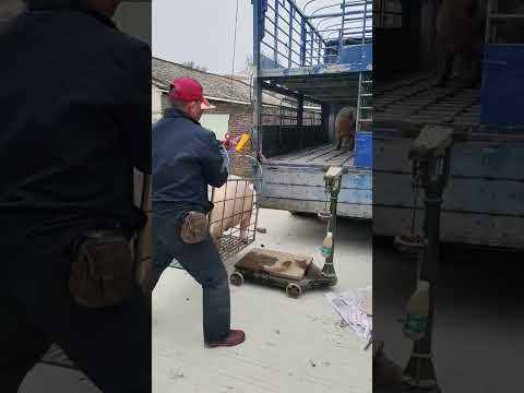 Pig Life in China #china #wildpig