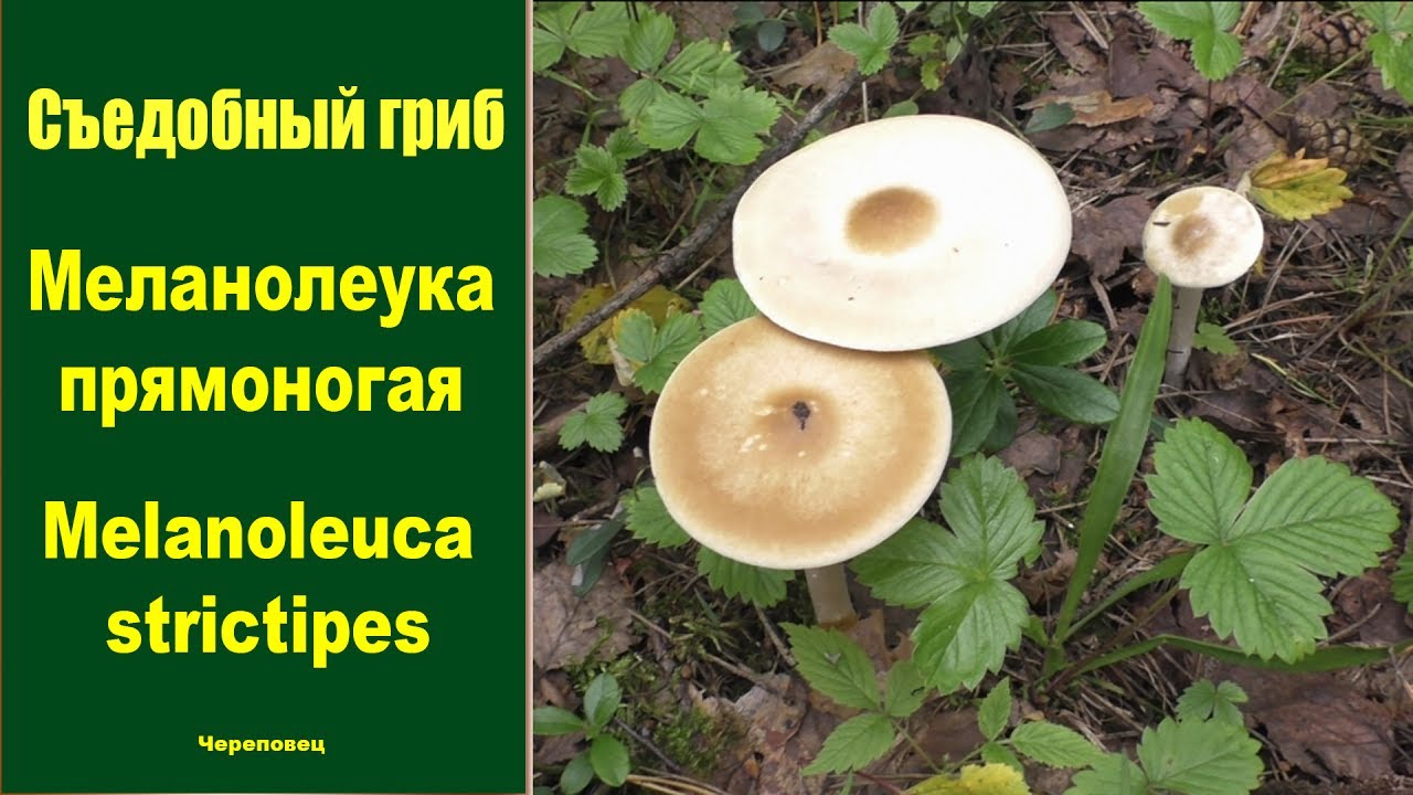 Съедобный гриб Меланолеука прямоногая - Melanoleuca strictipes