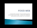 Energy Transfer in Food Chains