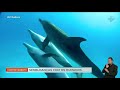 Inteligência e Comportamento dos Golfinhos