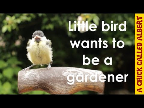 Baby bird Pete is staying with me in the garden